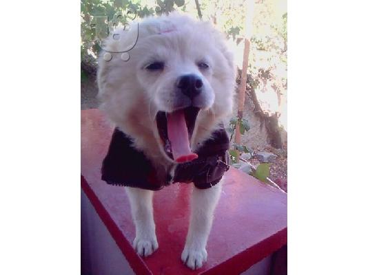 pomeranian spitz koutabaki